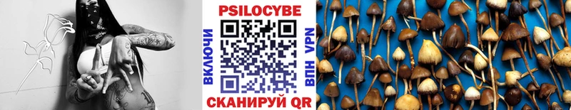 Псилоцибиновые грибы Psilocybe Чехов